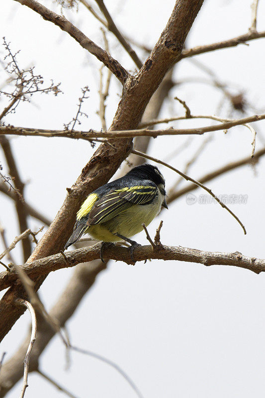 Yellow-rumped Tinkerbird